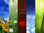 bamboo_forest column_lineup flower forest lily_pad nature no_humans phantasmagoria_of_flower_view sky spider_lily sunflower touhou uruo water 