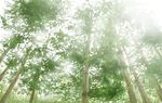  forest highres nature no_humans scenery sukuna-bikona_(tokoyo_no_higashi) sunlight tree 