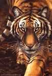  2015 ambiguous_gender black_fur black_stripes blotch brown_sclera feline feral fur kenket looking_at_viewer mammal multicolored_fur orange_body orange_fur painting pink_nose portrait prowling realistic solo striped_body stripes tiger whiskers white_fur yellow_eyes 