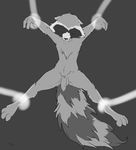  anthro balls bound eyes_closed flaccid fluffy_tail front_view fuf fully_bound greyscale guardians_of_the_galaxy male mammal monochrome nude penis raccoon rocket_raccoon signature solo spread_eagle suspension unconscious uncut 