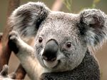  brown_eyes cute koala looking_at_viewer mammal marsupial outside real smile 