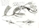  adleisio anatomy annular_folds cetacean clitoris dolphin mammal marine orca ovaries pencil_(artwork) pussy reproductive_anatomy spreading traditional_media_(artwork) uterus whale 