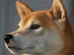  chiroinu close-up closed_mouth copyright_request dog face grey_background lowres no_humans portrait realistic shiba_inu simple_background solo 