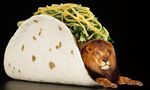  cheese edit feline food lion mammal shopped source_request taco unknown_artist what where_is_your_god_now 