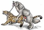  anal anatomically_correct anus balls canine collar ebonytigress feline feral jaguar knot male male/male mammal penis petplay roleplay sex wolf 