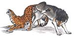  anal anatomically_correct anus balls canine ebonytigress feline feral knot knotting leopard male male/male mammal penis sex wolf 