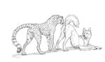  anatomically_correct anus balls canine cheetah dog duo ebonytigress feline feral greyscale male male/male mammal monochrome pencil penis presenting submissive 