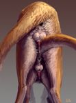 after_sex anatomically_correct anchee animal_genitalia anus balls cum cum_in_ass cum_inside duo erection feline feral feral_on_feral male male/male penis rear_view sheath size_difference 
