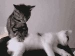  animated cat duo feline feral fur grey_fur looking_at_viewer mammal massage real tagme white_fur 