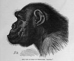  anthro ape baboon fur hair invalid_tag male mammal monkey primate solo transformation unknown_artist 