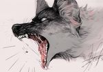  canine fangs feral fur grey_fur male mammal open_mouth saliva shuryashish solo teeth tongue wolf 