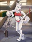  2014 4_toes aircraft anthro anyare bikini blue_eyes border canine clothing detailed_background dog english_text female fur husky looking_at_viewer mammal navel standing swimsuit text toes white_fur white_tail 