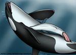  abdominal_bulge animal_genitalia anus bubble cetacean cum dolorcin duo female feral looking_pleasured male male/female mammal mammary_slits marine open_mouth orca orgasm penetration size_difference tongue underwater vaginal vaginal_penetration water whale 