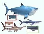  anchor_(finding_nemo) bruce_(finding_nemo) chum_(finding_nemo) disney female finding_nemo fish male marine pixar shark what 