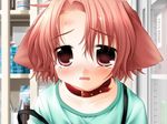  animal_ears blush child collar dog_ears fang game_cg hinata_(pure_pure) indoors open_mouth pure_pure red_hair sakurazawa_izumi short_hair solo 