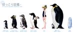  adelie_penguin bangs barefoot bilingual bird blonde_hair blush child emperor_penguin feet flat_chest hair_bobbles hair_ornament height_chart height_difference highres humboldt_penguin irui_guneden legs lineup little_penguin nakamura_kanko one-piece_swimsuit penguin profile rockhopper_penguin school_swimsuit short_hair short_twintails sidelocks simple_background snowflakes standing stuffed_animal stuffed_penguin stuffed_toy super_robot_wars swimsuit twintails white_background yellow_eyes 