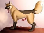  canine cliff dodger dog feral gangstaguru horny knot male mammal out penis raccoon shepcoon shepherd solo tongue 