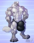  anthro bulge canid canine canis clothing huge_muscles hyper hyper_bulge jockstrap looking_at_viewer male mammal muscular muscular_male pecs solo standing underwear vallhund were werecanid werecanine werewolf wolf 