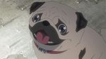  animal animated animated_gif apo dog epic explosion pug tongue uchuu_kyoudai 