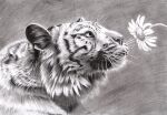 dimasbka drawing felid graphite hi_res mammal pantherine tiger