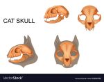  anatomy bone domestic_cat felid feline felis invalid_tag mammal model_sheet skull 