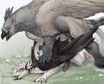 anal anal_penetration avian beak big_knot big_penis black_penis claws doggystyle dragon duo erection feathered_wings feathers feral from_behind_position fur furred_dragon furred_scalie genitals green_eyes grey_body grey_feathers gryphon hi_res interspecies knot looking_pleasured male male/male mythological_avian mythological_creature mythological_scalie mythology on_grass penetration penile penile_penetration penis penis_in_ass quadruped scalie scuted_legs scutes sex tail tail_tuft tongue tongue_out tuft white_body wings zortie