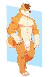  2018 4_fingers 4_toes anthro brown_eyes brown_fur brown_hair bulge canine clothing dog front_view fundoshi fur grin hair hi_res japanese_clothing looking_aside male mammal muscular muscular_male nipples o-ro penis_outline shiba_inu shiranai smile solo standing toes underwear 