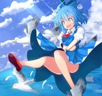  bird blue_eyes blue_hair bow cirno cloud day falling hair_bow mary_janes midriff ocean open_mouth puffy_sleeves red_footwear ribbon sansai_(age3joe) shoes short_sleeves skirt skirt_lift skirt_tug sky solo touhou 