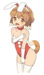  animal_ears blush brown_hair bunny_boy bunny_ears bunnysuit collar covering covering_crotch crossdressing dog_ears dog_tail dogboy embarrassed gloves highres male_focus mizuki_eiru_(akagi_kurage) open_mouth otoko_no_ko pop-up_story solo tail thighhighs wavy_mouth white_background white_gloves white_legwear yuuri_lessen 