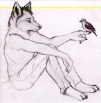  3_toes anonymous anthro arm_on_leg athletic avian barefoot bird canine carrying claws clothed clothing digitigrade duo ear_tuft eye_contact feral hi_res male mammal pants pen_(artwork) relaxing scene side_view simple_background sitting size_difference sketch toe_claws toes topless traditional_media_(artwork) tuft white_background wolf 