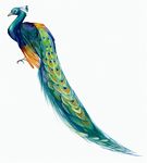  avian beak bird feral male peafowl saladbird simple_background solo white_background 