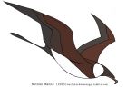  2015 ambiguous_gender avian beak biped bird brown_wings digital_drawing_(artwork) digital_media_(artwork) diving feathered_wings feathers feral flying frown full-length_portrait grey_beak grey_tail grey_wings jamminbison looking_down pomarine_skua portrait side_view simple_background skua skydiving solo stare suspended_in_midair tail_feathers toony two_tone_wings url white_background winged_arms wings 