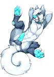  2016 4_toes :3 absurd_res anthro anus balls bastion bdsm blue_nose bondage bound bulge butt canine chest_tuft claws clothed clothing collar countershading cyan_eyes cyan_nose cyan_penis dog erection facial_piercing fangs fluffy_tail fur grey_fur hair hair_over_eye hands_behind_head hi_res hindpaw inner_ear_fluff knot legwear lip_piercing looking_at_viewer male mammal multi_nipple multicolored_fur muzzle_(object) navel nipples nose_piercing nose_ring open_mouth partially_clothed pawpads paws penis piercing presenting presenting_hindquarters raised_leg septum_piercing short_hair simple_background solo spread_legs spreading stockings straps suggestive teasing teeth toes tuft underwear white_background white_fur white_hair white_tail 