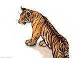  2016 ambiguous_gender black_eyes black_fur black_stripes brown_sclera cute feline feral fur kenket mammal orange_body orange_fur paws shaded simple_background sketch solo striped_body stripes tiger white_background white_fur young 