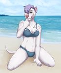  anthro beach bikini breasts brown_eyes canine clothing demiure dog ear_piercing facial_piercing female fur hair kneeling licking licking_lips looking_at_viewer mammal midriff navel nose_piercing outside piercing puddingpaw purple_hair seaside septum_piercing solo swimsuit tattoo tongue tongue_out water white_fur 