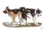  2016 anal anal_penetration anthro anthro_on_feral ass_to_ass bestiality border_collie canine collie cum dog duo feral german_shepherd knot knotting kola_(artist) male male/male male_on_feral mammal penetration penis sex 