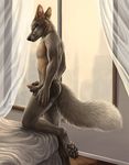  2016 anthro bed black_eyes boxer_briefs braden_longacre brown_fur canine claws clothed clothing cross_fox curtains digital_media_(artwork) erection fluffy_tail fox fur green_sclera grey_body grey_fur holding_penis inside looking_back male mammal partially_clothed pawpads paws penis poking_out portrait rukis side_view solo standing topless underwear white_fur window 