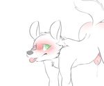  2016 absurd_res animal_genitalia anthro backsash black_nose blush butt canine cum different_collored_eyes digital_media_(artwork) erection fur hair hi_res looking_at_viewer male mammal nude penis simple_background sketch solo tongue tongue_out white_background 