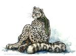  2014 anthro big_tail feline kenket leopard looking_at_viewer male mammal nude scarf sitting snow_leopard solo traditional_media_(artwork) watercolor_(artwork) 