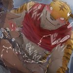  anal anthro balls blush bottomless canine clothed clothing cum cum_on_face erection feline japanese_text male male/male mammal muscular orgasm penis simple_background tartare text tiger translation_request 