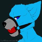  ball_gag baronessa bdsm canine decade4ever1 fur gag mammal straps wolf 