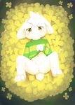  anus asriel_dreemurr balls blackmole blush bottomless caprine clothed clothing clothing_lift cub erection flower goat lying male mammal monster partially_retracted_foreskin penis plant shirt shirt_lift solo uncut undertale video_games yellow_eyes young 