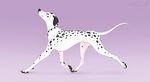  canine dalmatian dog female feral looking_at_viewer mammal paws shadowwolf solo teats walking 