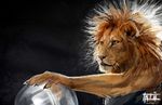  feline lion male mammal mane solo static_electricity tatiilange 