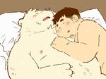  bear bed blush cuddling duo garousuki human interspecies male male/male mammal navel pillow polar_bear simple_background size_difference sleeping slightly_chubby sweat 