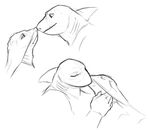  bossbull fin fish kissing male marine nosebump pac shark stingray 