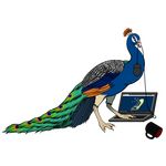  2016 alpha_channel avian beak bird blue_feathers computer computer_mouse crest cup e621 feathers feral knotty_curls laptop looking_at_viewer male orange_eyes peacock_feather peafowl ratte simple_background solo standing talons transparent_background wings 