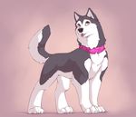  2010 all_fours black_nose brown_eyes canine claws collar digital_media_(artwork) dog female feral fur grey_fur husky inuyasha_(character) mammal paws purple_background simple_background solo tongue tongue_out white_sclera wolfy-nail 