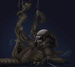  alien alien_(franchise) bound erection male penis predalien rope solo unusual_penis xenomorph 