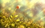  bou_nin close flowers grass original polychromatic scenic 